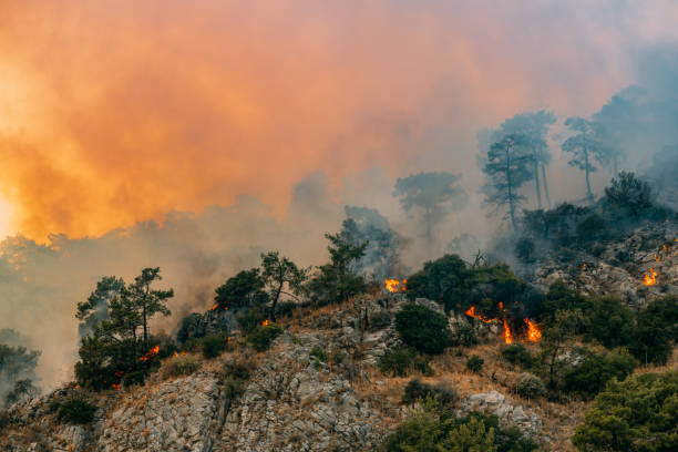 Forest fire as visual proxy for 2°C overshoot economic damage